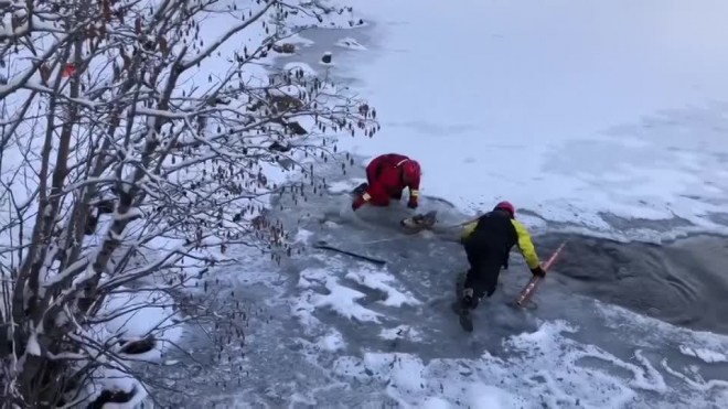 Видео: В Колорадо спасли оленя, который провалился под лед