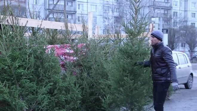 По пути из леса в Петербург живая ель дорожает в 150 раз