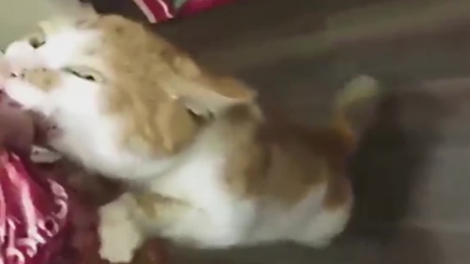 Жадный кот Борис из Питерского кошачьего приюта стал звездой интернета