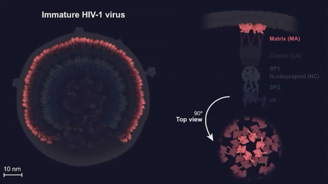 Ученые обнаружили функцию загадочного компонента ВИЧ