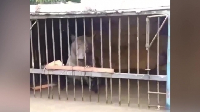 Медведица, спасенная из уссурийского зоопарка, умерла в цирке после нападения сородичей