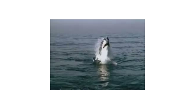 На белую акулу-людоеда в Приморье объявлена охота