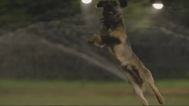 Вышел новый трейлер комедии для взрослых "Отвязные дворняги" о говорящих псах