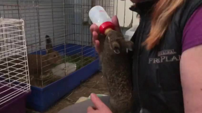 Видео: в "Велесе" выкармливают зайчат-найдёнышей 