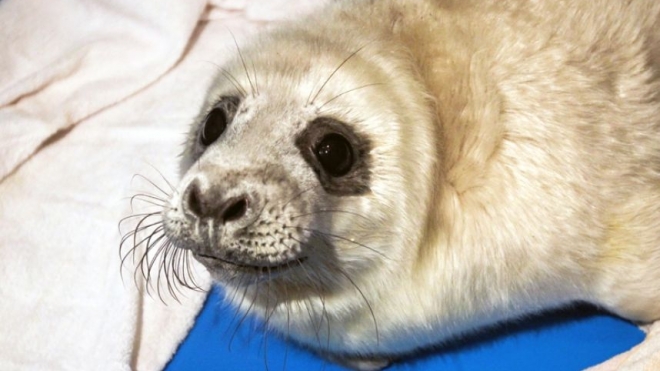 Центр реабилитации выпустил на волю спасенного тюлененка