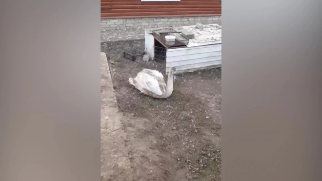 В Ульяновской области спасли молодого лебедя-шипуна