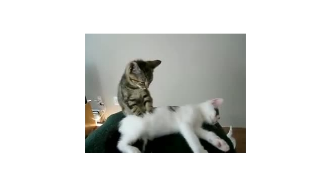 Кот-массажист