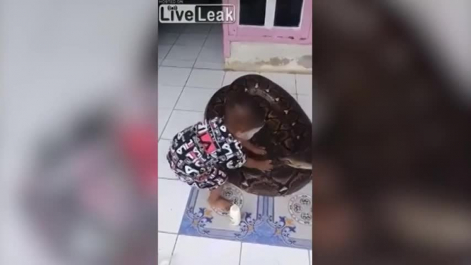 Видео: маленький мальчик обнимается с питоном 