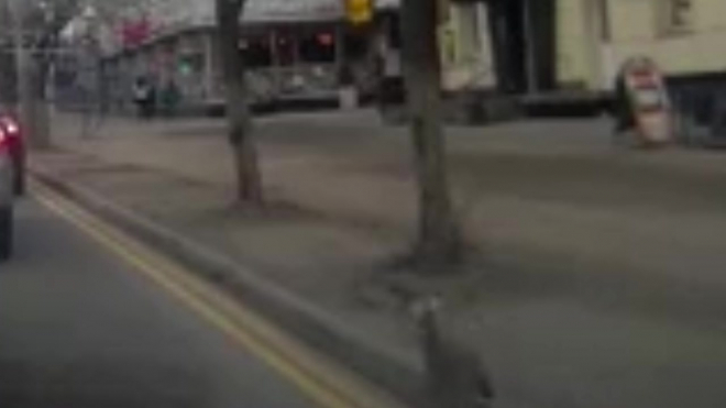 Забавное видео из Смоленска: огромные зайцы атаковали город