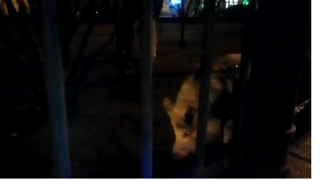 Видео: в центре Петербурга заметили свинью на поводке 