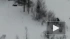 Зимовку лосей в Приозерском районе Ленобласти засняли на видео 