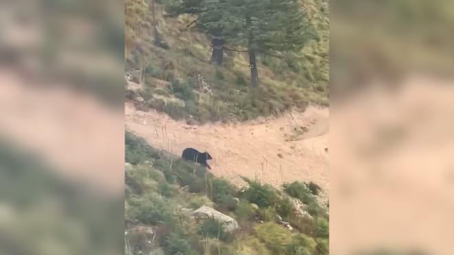 Медведь погнался за едущим по горной дороге велосипедистом