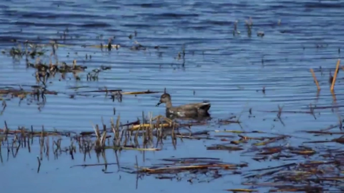 Видео: сотни птиц селятся у петербургской дамбы