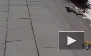 Видео: спасение нерпы в центре города Видео: спасение нерпы в центре города