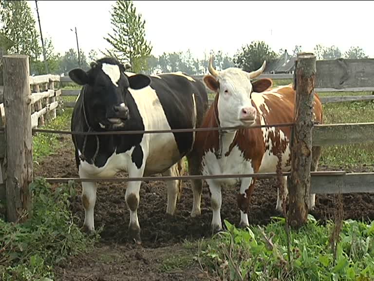 Отечественный продукт. Какой ассортимент предлагают ленинградские сельхозпроизводители?