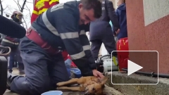 Пожарный спас собаку, которая отравилась угарным газом