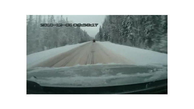 Лось на дороге