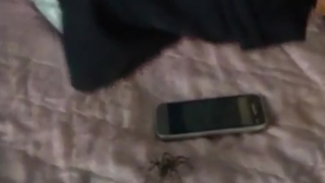 В Мордовии запечатлели на видео паука-волка
