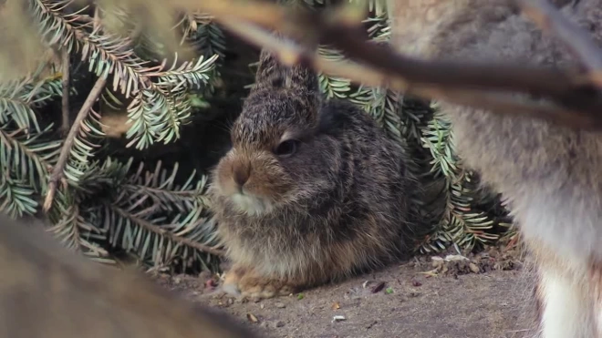В Ленинградском зоопарке весна принесла семейству зайцев-беляков новых детёнышей