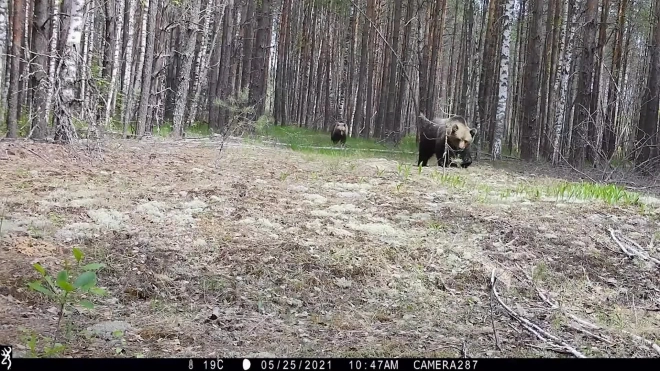 В Керженском заповеднике фотоловушка сняла гуляющих медведей