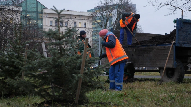 Деревья и кустарники в парке Авиаторов подготовили к зиме