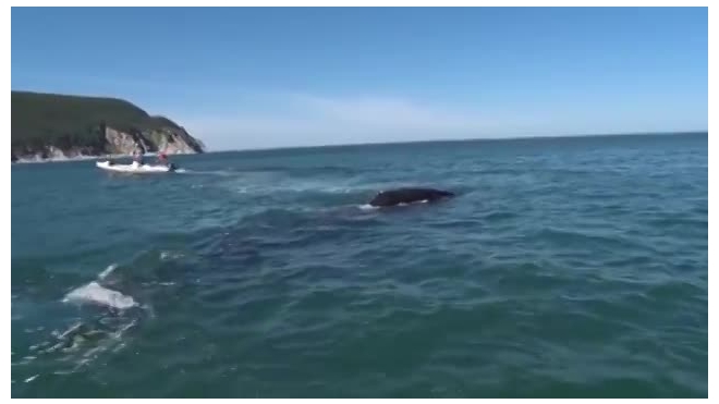 В Хабаровском крае начали расследование по факту наезда катером на гренладского кита