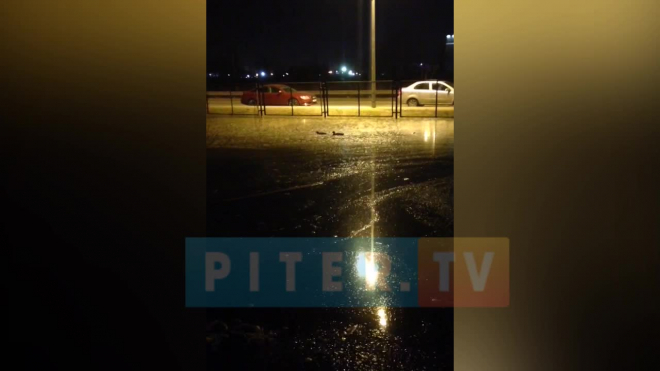 Подтопленные дворы Петербурга облюбовали утки: птицы устраивают заплыв по двору Школьной улицы