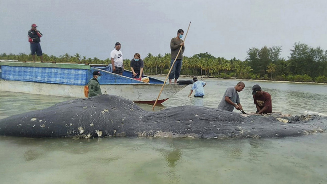 Появилось видео 9-метрового кита с шестью килограммами пластика в животе 