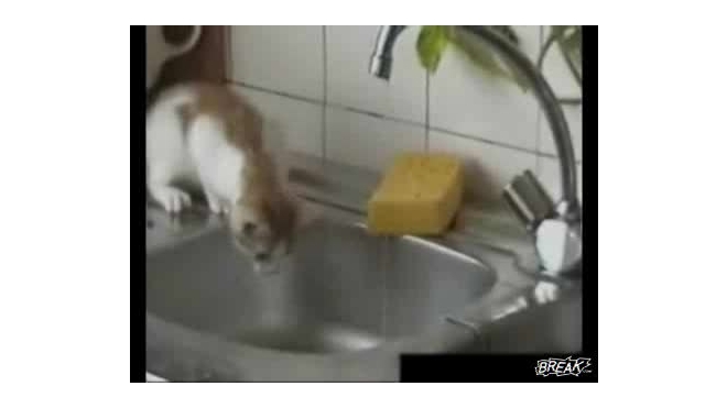 Улётный котишка)))