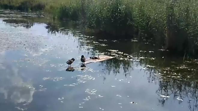 Видео: в Пушкине в одном из парков вместе с утками гуляет черепаха