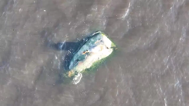 Появилось видео с тюленями, которые принимают солнечные ванны на берегу Финского залива