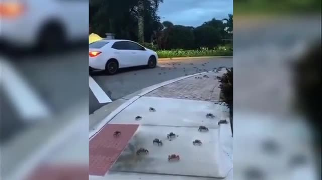 Видео: сотни крабов атаковали Флориду 