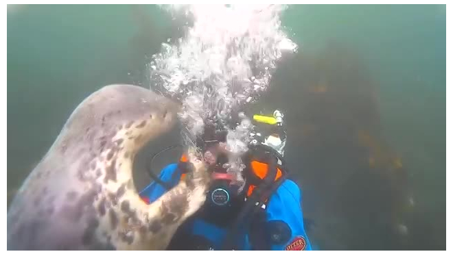 Видео: Тюлень подружился с дайвером и захотел забрать шапочку на память