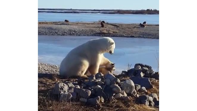 Житель Канады снял на видео «нежную дружбу» белого медведя и пса