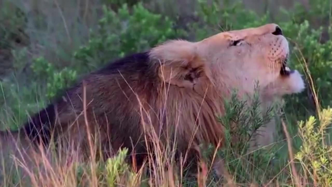 ЮАР: В заповеднике львы съели браконьеров, которые охотились за рогами носорогов