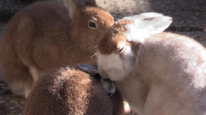 У зайцев-беляков в Ленинградском зоопарке началась осенняя линька