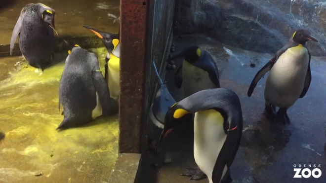 В Датском зоопарке два пингвина нетрадиционной ориентации украли птенца у супружеской пары  