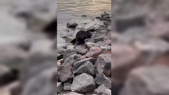 Бобер приплыл на Малоохтинскую набережную