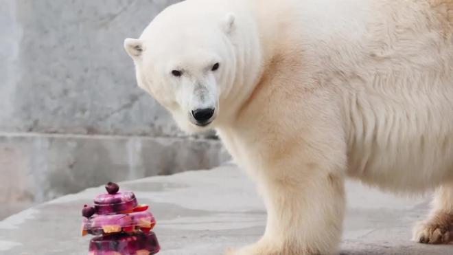 Умерла символ Ленинградского зоопарка — белый медведь Услада