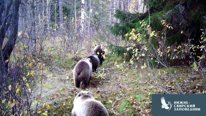 В Нижне-Свирском заповеднике медведи попали в  объектив фотоловушки