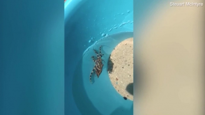 Девочка из Австралии засунула под купальник смертоносного осьминога