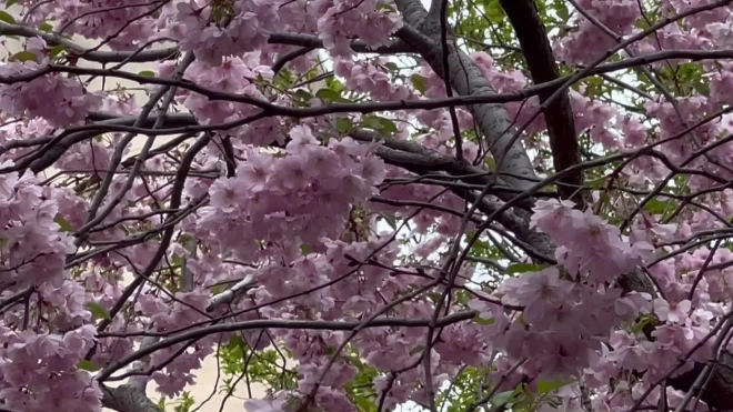 Петербуржцы любуются цветущей сакурой в Саду Дружбы: взгляд Piter.tv