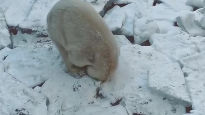Медведица Хаарчаана из Ленинградского зоопарка начала субботу с лежачих игр