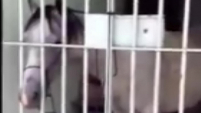 В Бразилии лошадь угодила в тюрьму за порчу авто