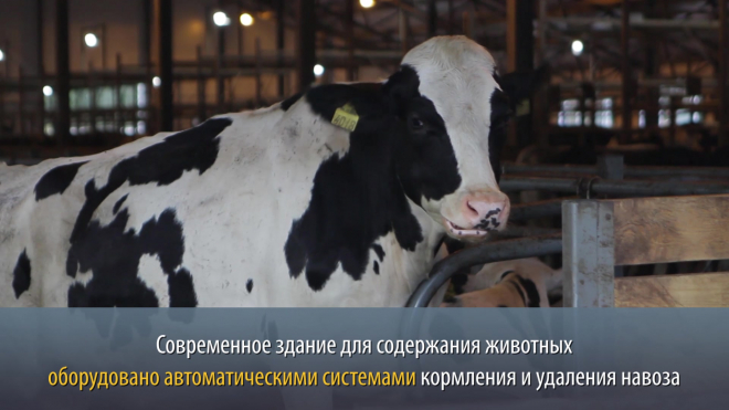Видео: в сельхозпредприятии "Смена" открылся новый коровник