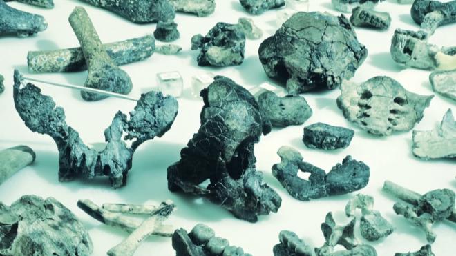 В Индии обнаружены останки ранее неизвестного науке древнего примата