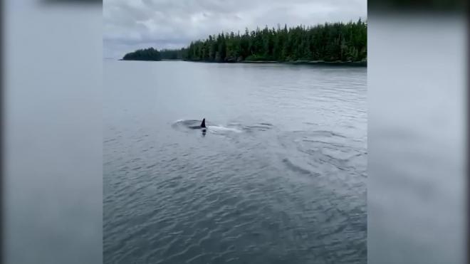 Редчайший кит-убийца белого окраса попал на видео