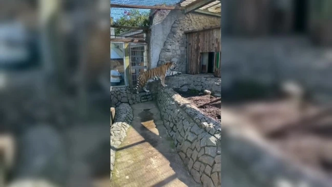 Ленинградский зоопарк показал, как тигр Амадей проводит утро