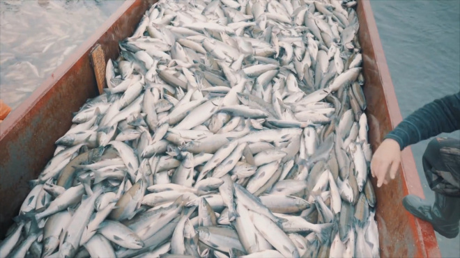 Рыба в России резко подорожала из-за снижения улова 
