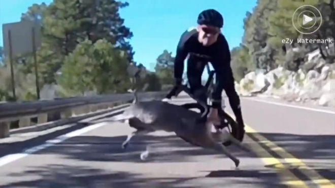 "Осторожно, олень!": велосипедист стал жертвой на дороге 